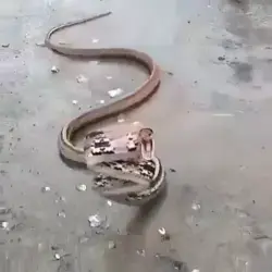 A dangerous snake in search of food