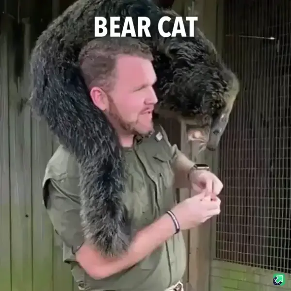 The Binturong or Bearcat