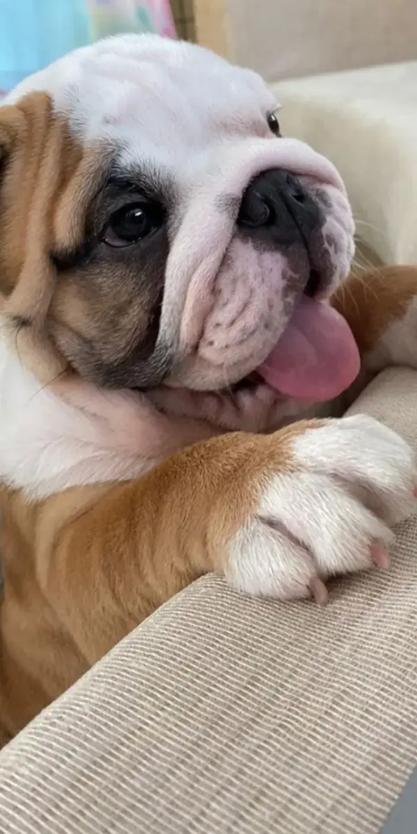 Facts Photos And Secrets About English Bulldog That Everyone Should Know!