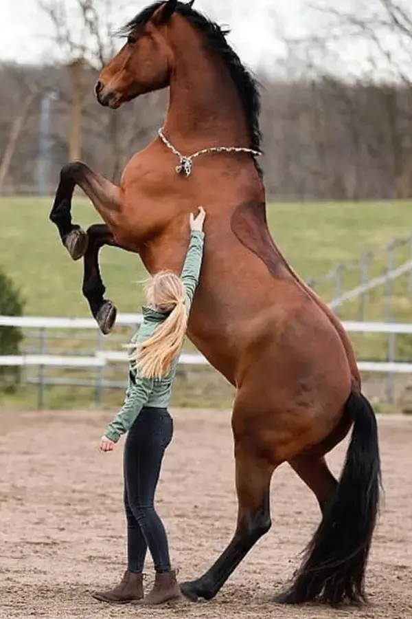 6 Best Horse Exercises #horsecare