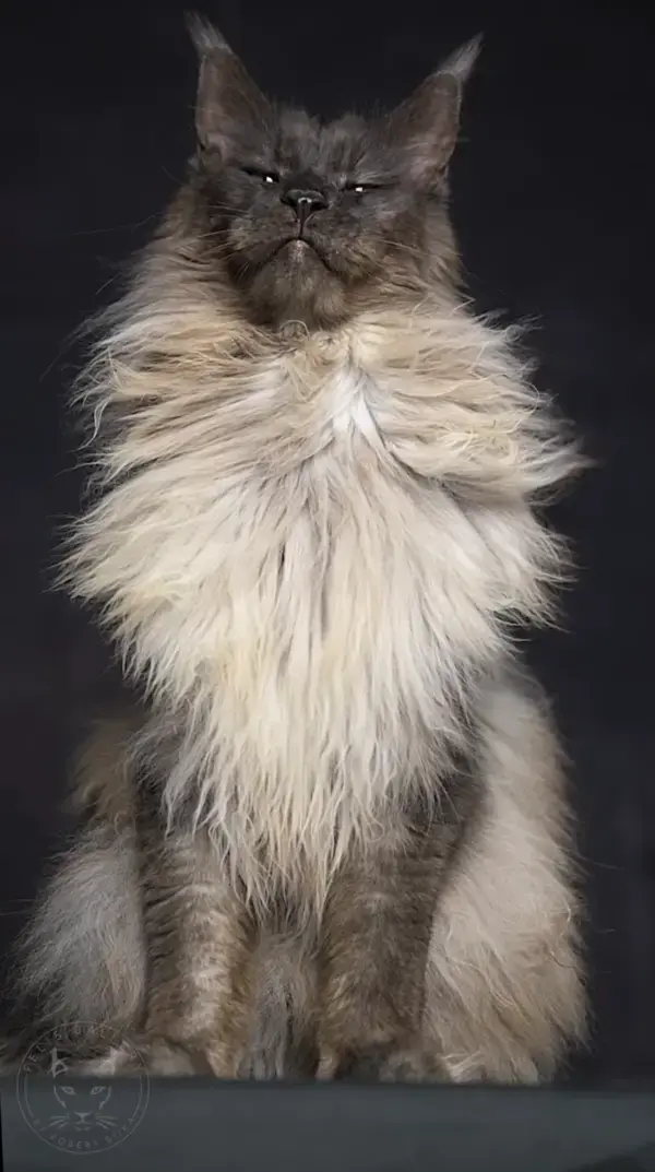 Mr. ViVo~The most majestic Maine Coon cat in the world (video link)