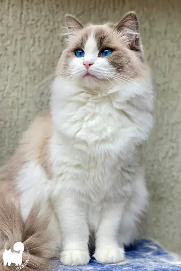 Yo soy RAGDOLL Blue bicolor