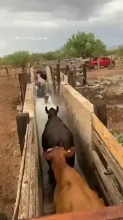 Cow wash