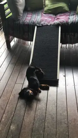 Dachshund Ramp