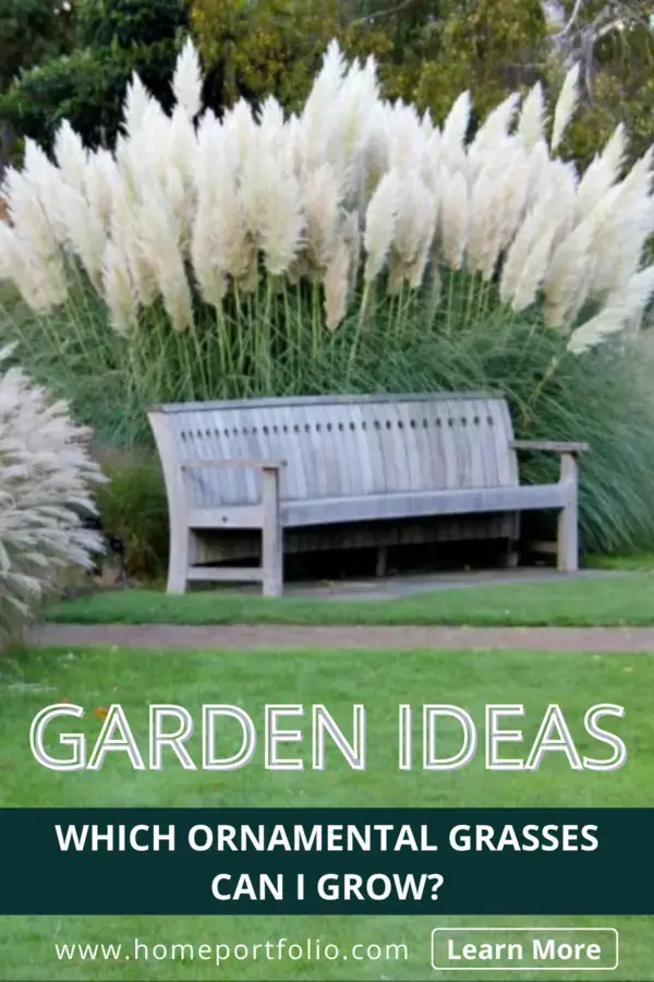 Which Ornamental Grasses Can I Grow?