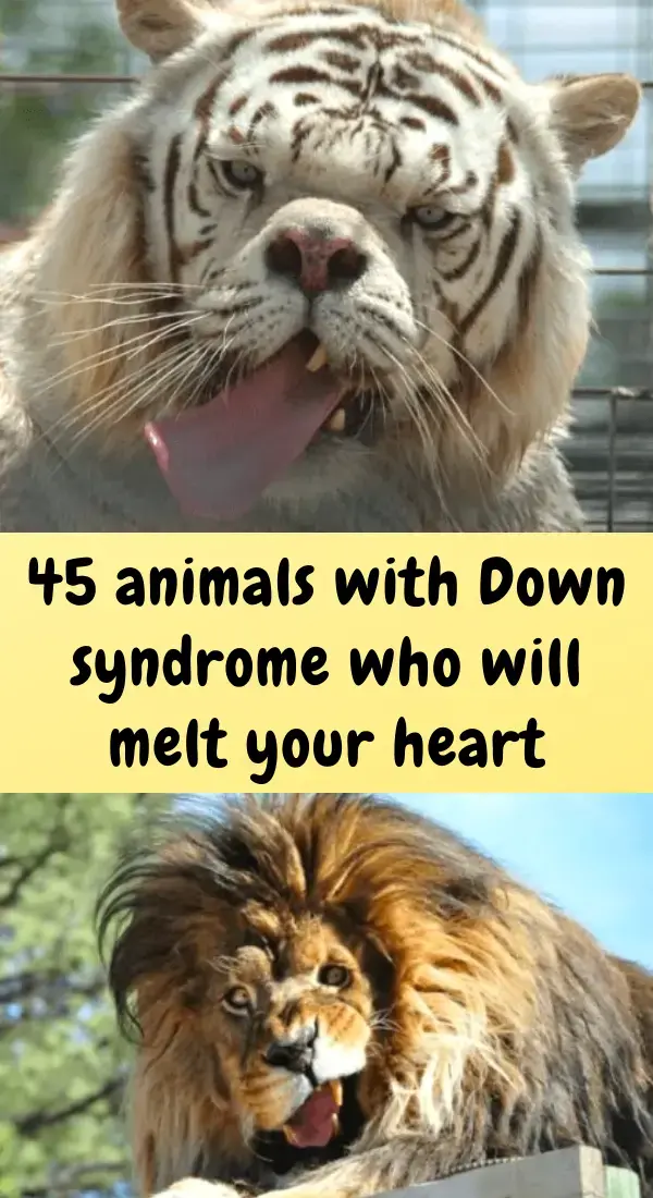 Here are 45 animals with Down syndrome who will melt your heart