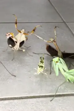 Mantis Squad