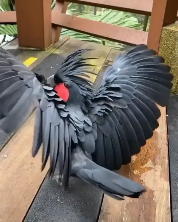 Beautiful Cockatoo. 🦜