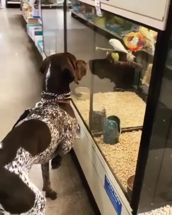 Pointer encounters birds at the pet store