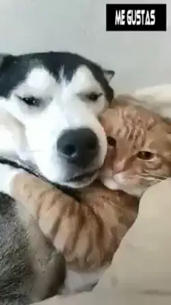 Cats & Dog Love 
