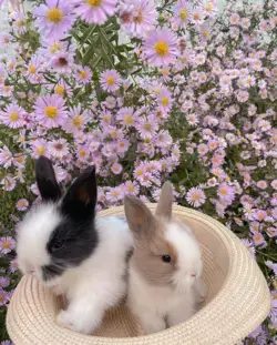 amazing bunny rabbit