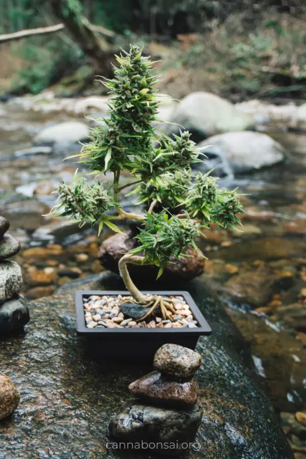 How to Grow a Ganja Bonsai