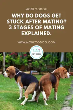 Why do dogs get stuck after mating? 3 stages of Mating explained