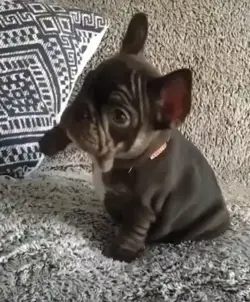 Listen to this tiny puppy😍