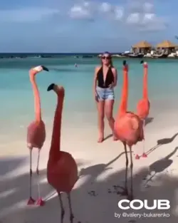 Dancing with Flamingos