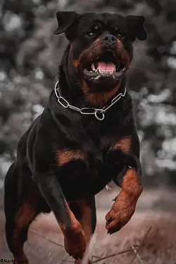 Rottweiler Art: Beautiful Portraits and Paintings of This Majestic Breed