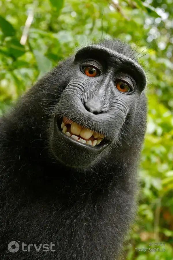 Funny Monkey Selfie - Monkey Quotes
