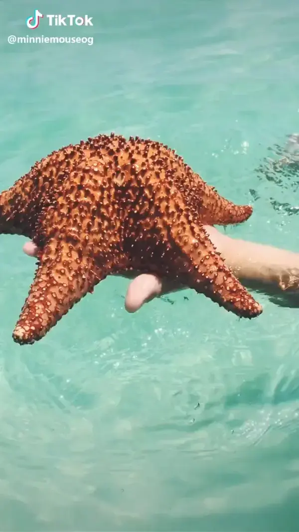 Starfish Quotes | Clear Waters | Vacation Paradise | Starfish Aesthetic