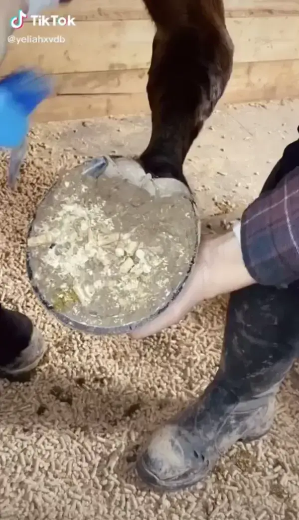 Satisfying equestrian videos