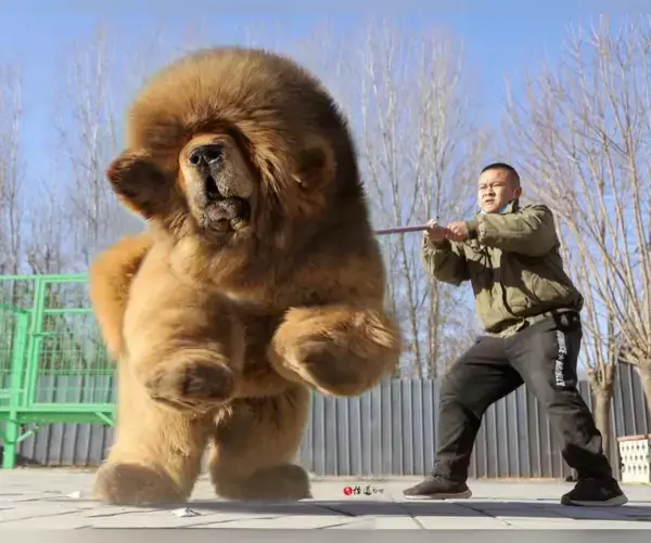 "Tibetan Mastiffs and Exercise: How Much is Enough?" Mastiff family thick fur coat