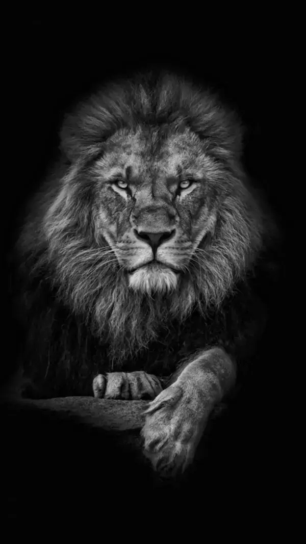 Lion Wallpaper: Embrace the Power and Beauty of the King of the Jungle