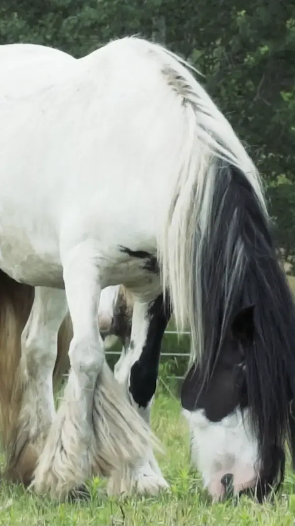 Most Beautiful Horse Breed in The World?