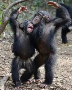 Chimpanzee Love: Adorable Images of These Affectionate Primates - Animal Wallpaper Animal Tattoo Art