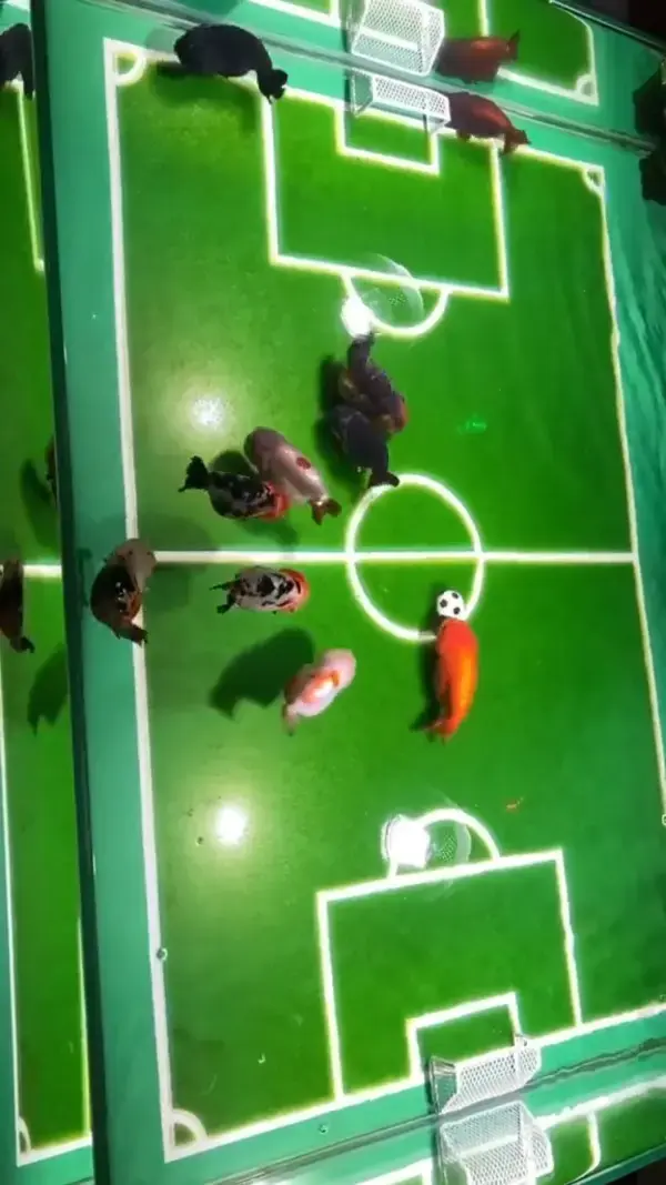 Goldfish football team