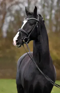 Stunning Horse Jumping Moments