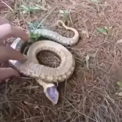 Bollywood Actor Snake