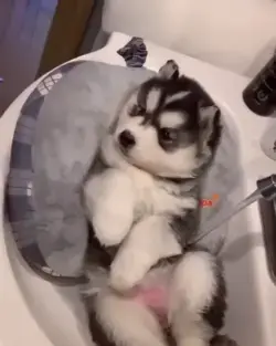 Cute Baby Husky ❤️🛁 🧼 ⁣