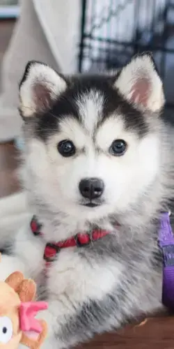15 Super-cute Puppies That You Will Love