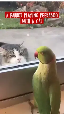 A Parrot Playing Peekaboo With A Cat