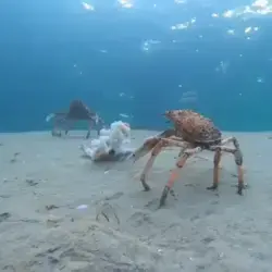 SPIDER CRAB