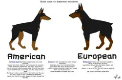 Doberman Chat Forum