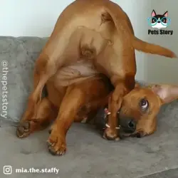 Funny Dogs 