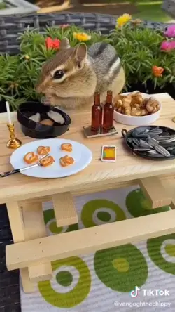 Baby chipmunk cute 💖