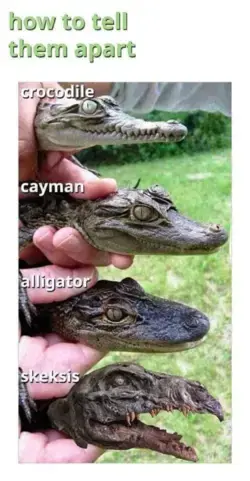 4 different reptile that will exist