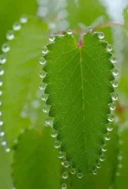 Beautiful Fractals In Nature