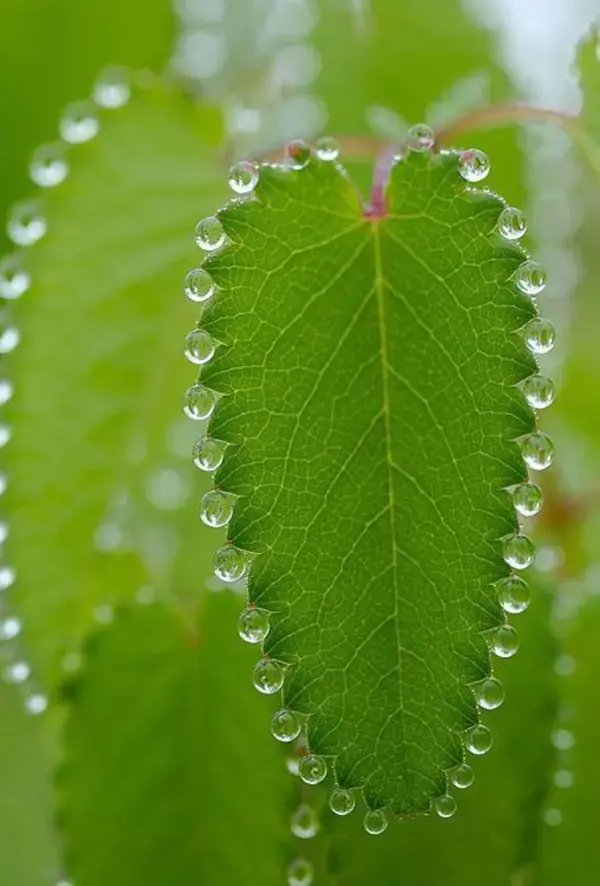 Beautiful Fractals In Nature