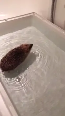 Hedgehog swimming