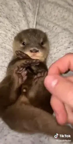 Baby Otters Are Adorable