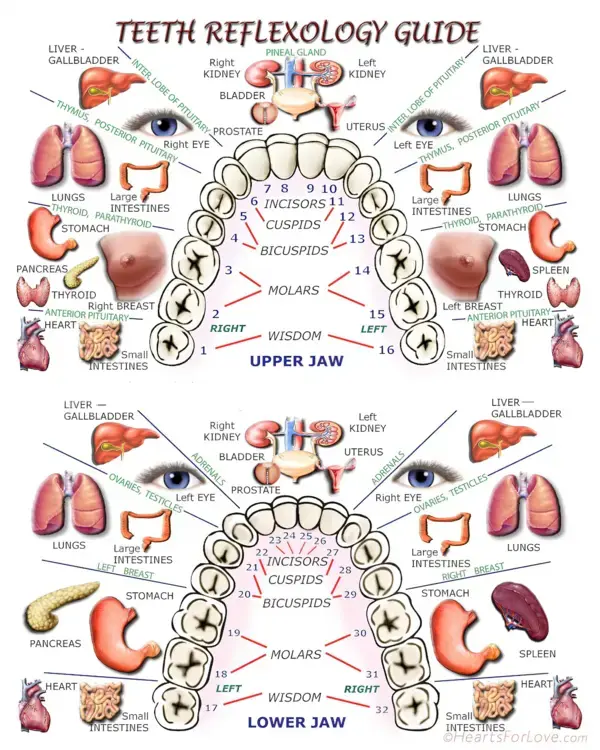 Teeth Reflexology Guide Photographic Paper Print 3 Sizes - Etsy