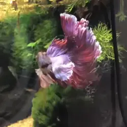 Beautiful Betta Dumbo Ear