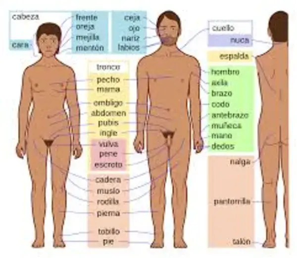 Cuerpo humano - Wikipedia, la enciclopedia libre