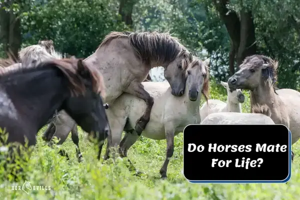 horsevills.com