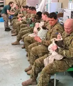 The Australian army taking care of koalas - armance83