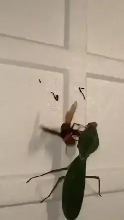 Preying Mantis vs. Hornet